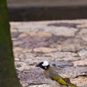 Chinese Bulbul
