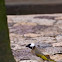 Chinese Bulbul