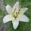 Day Lilies