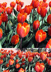 Keukenhof Slideshow