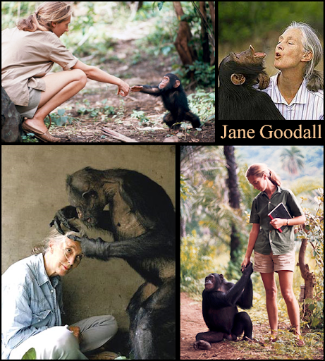 Gary Larson Jane Goodall Cartoon. Jane Goodall, primatologist