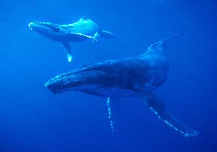 Images Of Whales. descriptions of whales