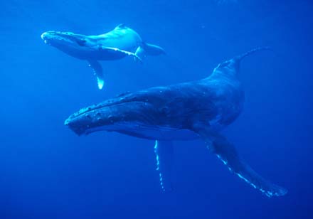Gray whales Gray whales migrating off the Californian coast