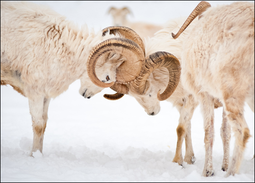 Dall_Sheep.jpg