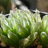 HaworthiaCooperi