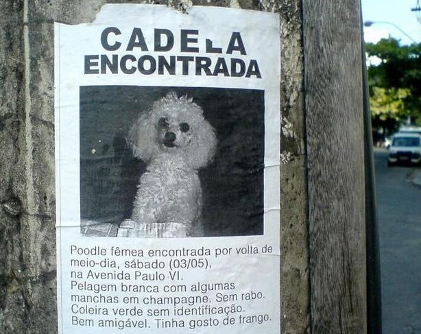 Poodle Poodle