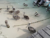 Isla Mujeres photo 5