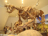 Royal Ontario Museum photo 3