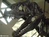 Royal Ontario Museum photo 25