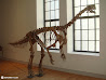 Royal Ontario Museum photo 26