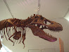 Royal Ontario Museum photo 29