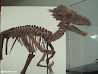 Royal Ontario Museum photo 31