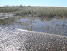 Everglades photo 16