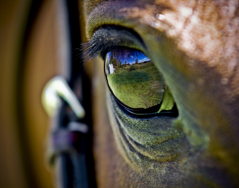 IMAGE: http://lh3.ggpht.com/_0C8JtrlUlM8/SV5N5IkQSJI/AAAAAAAACno/qnyGBoM5NTY/s800/A%20Horse%27s%20Vision%20Reflected.jpg