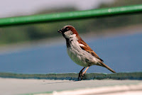 DSC_0233.JPG Photo