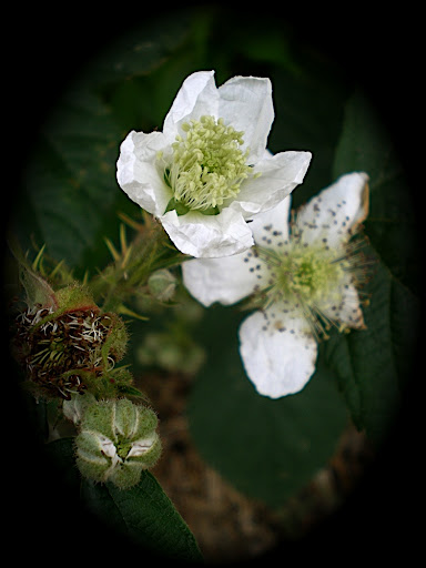 Blog de harmonie : EMOTIONS, O� s'en vont mourir les r�ves..........