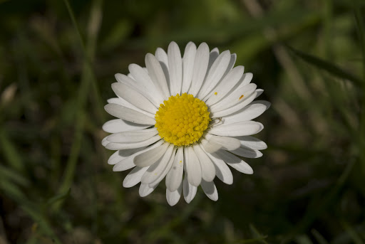 Daisy+flower+pictures