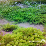 – 柔柔的水草 – 柔柔的水草