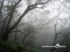 – 树枝 – 树枝