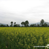 – 油菜花 – 油菜花