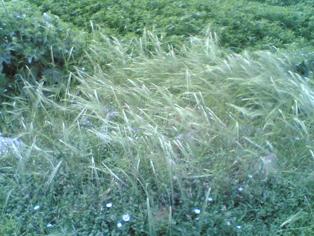 فصل الربيع 2010 %D8%B3%D9%81%D9%8A%D8%B1%D8%9B%28095%29