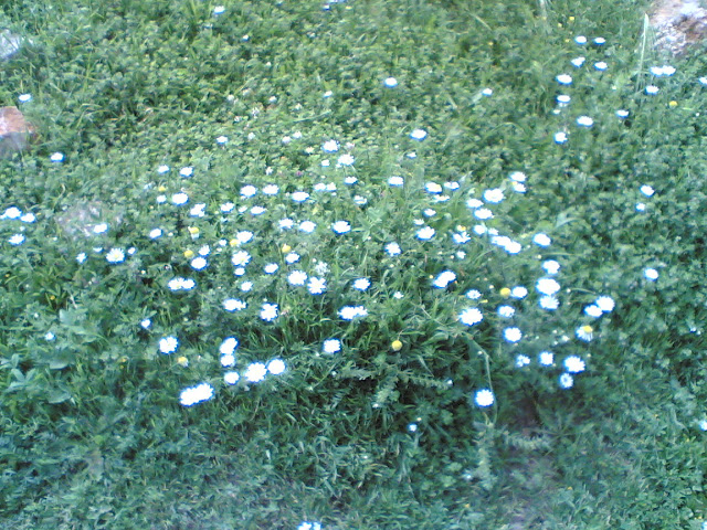 فصل الربيع 2010 %D8%B3%D9%81%D9%8A%D8%B1%D8%9B%28094%29