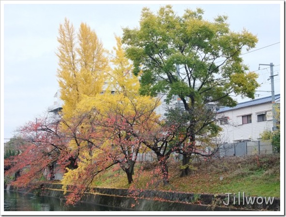 忍不住走過來拍一張~