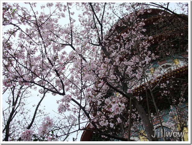 粉嫩的吉野櫻充滿春天的感覺