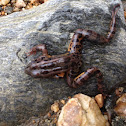 Northern Leopard Frog