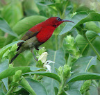 Best Birds India 2008-9 Slideshow slideshow