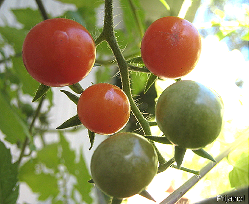 [wintercherrytomatoes1.png]