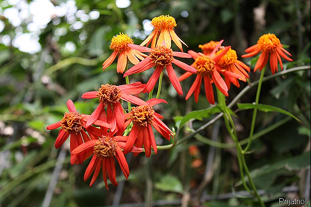 [garden, march 09 024[7].jpg]