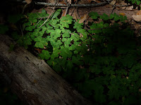P1010133.JPG