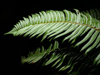 P1010169.JPG