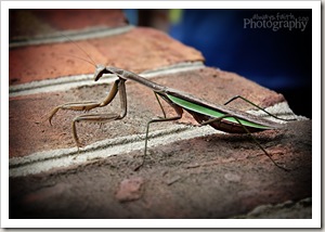 IMG_7851eweb