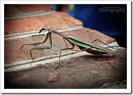 IMG_7851eweb IMG_7851eweb