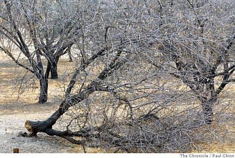 [CA Central Vally[3].jpg]