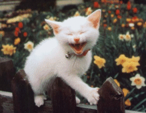 [Laughing Cat[3].gif]