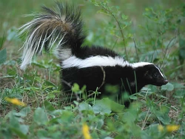 [skunk3.jpg]