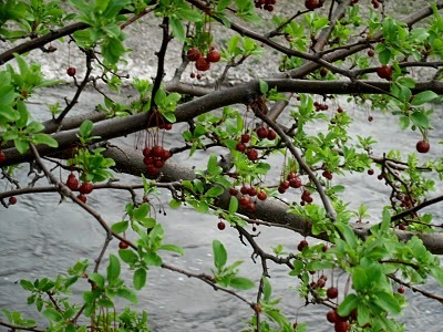 [berries by the river[11].jpg]