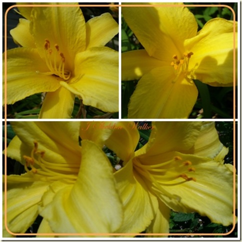 yellow lilies