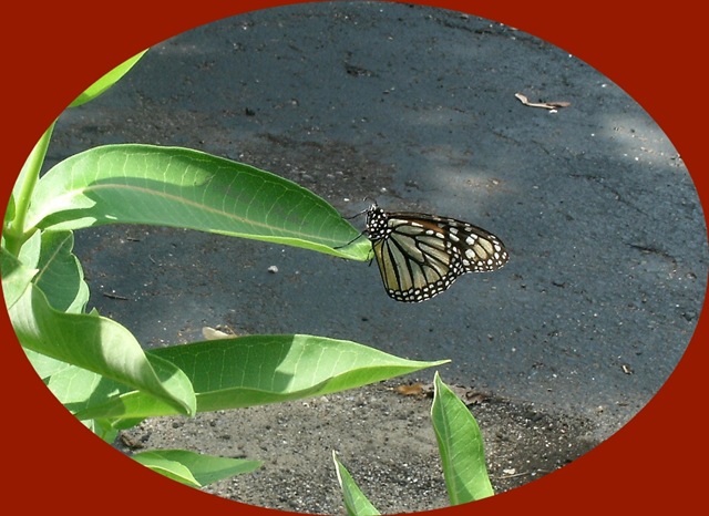 [butterfly oval[9].jpg]