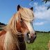 DSC_4478.JPG, danmark