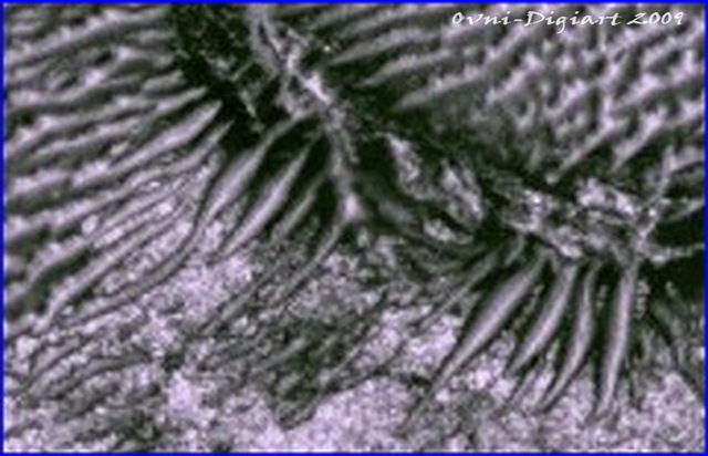 [dornen_6_resize2.jpg]