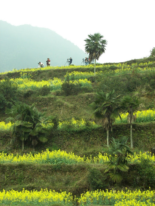 IMAGE: http://lh3.ggpht.com/_0R4kBESWztI/Scc3GLlTJTI/AAAAAAAAARA/z06SA_02d-Y/s720/%E5%A9%BA%E6%BA%90%E4%B9%8B%E6%98%A5%20035.jpg