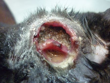 (Cat with Maggots in Head!! « Your daily OM….) maggots cats