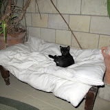 Smoky the kitten
