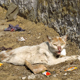 Bunder Road Cat March16 2010