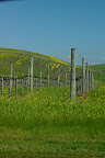 Vineyard Mustard.jpg