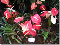 P1010088